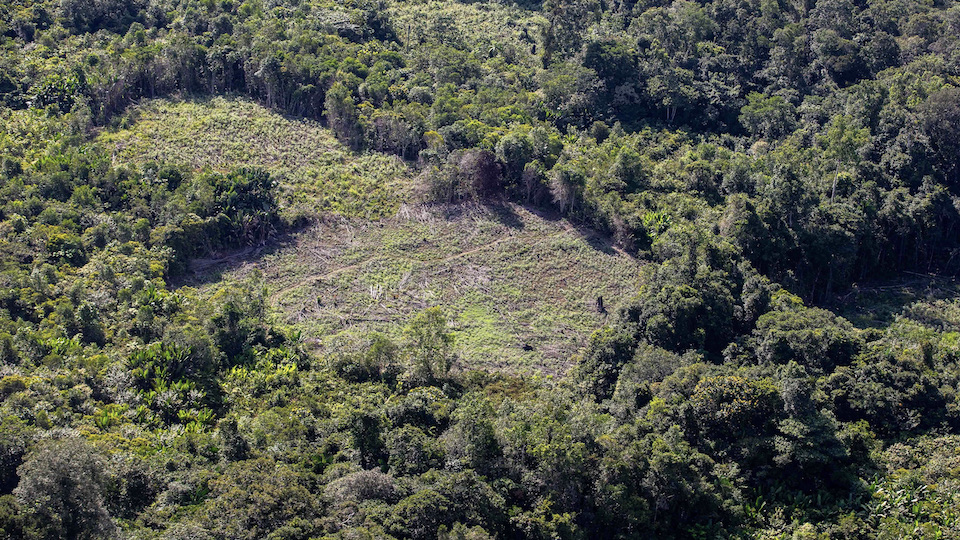 Illegal deforestation in the Amazon region
