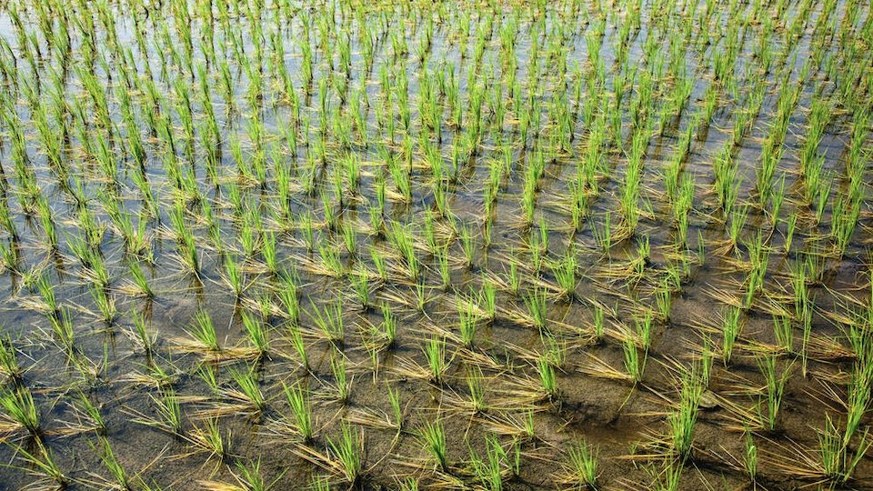 Nahaufnahme von Pflanzen in einem Reisfeld