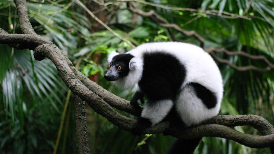 Lemur